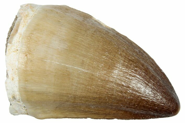 Fossil Mosasaur (Prognathodon) Tooth - Morocco #249614
